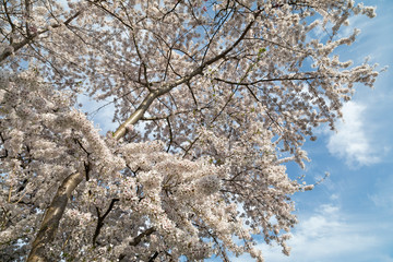 Cherry Blossom Tree