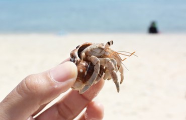 沖縄県座間味島で出会ったヤドカリ