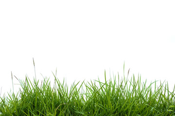 Obraz premium green grass on white background