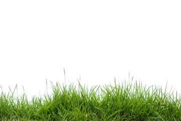 Fototapeta premium green grass on white background