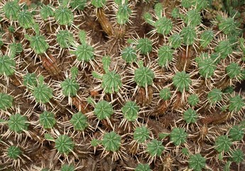 Cactus serre tropicale Jardin Massey Tarbes Hautes Pyrénées Occitanie France