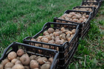 potatoes in the box in the boxes