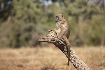 Bärenpavian / Chacma Baboon / Papio ursinus.