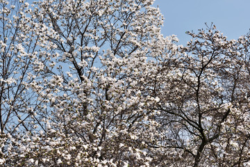 White magnolia flowers