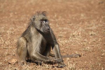 Bärenpavian / Chacma Baboon / Papio ursinus.