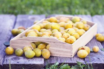 Fresh yellow plums. Ripe fruits in a wooden box on rough boards background