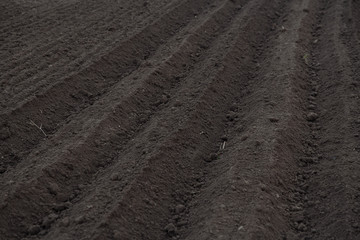 rows in the potato field