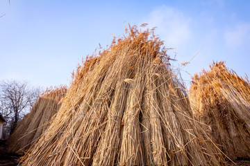 A few tied bundles of dried reeds after harvest