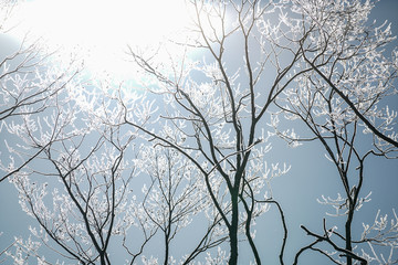 Kushiro, Japan - Winter scene , ice on trees