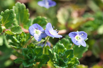 Closeup of small spring wildflowers blooming