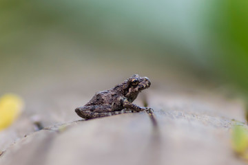 Rana