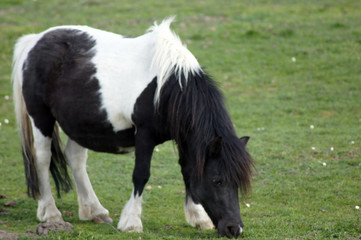 Fototapeta na wymiar Shetland Pony grast auf der grünen Sommerwiese