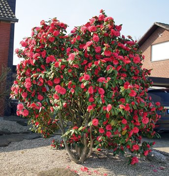 rote Kamelie im Vorgarten