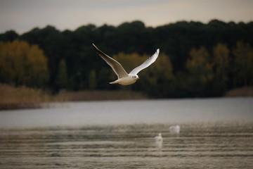 Mouette en vol 
