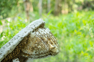 Natural wild honeycomb slice isolated on green blurred background