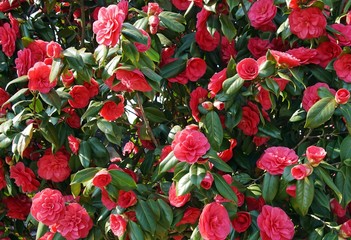 Kamelienblüten