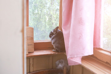 Grey chinchilla is sitting and looking through the window on the balcony. Cute animal and adorable pet. Fluffy creature that loves you.