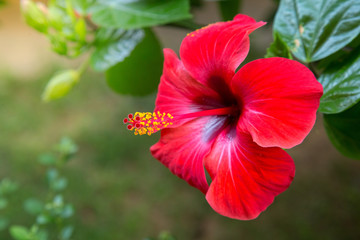 Red hibiscus flower on a green background. In the tropical garden. - obrazy, fototapety, plakaty