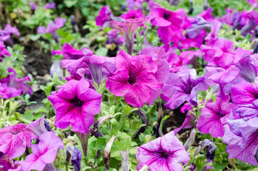 large flower bed with purple petunia