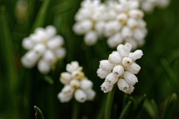 weiße Traubenhyazinthen im Garten