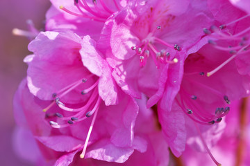 Closeup pink rhododendrons bloom