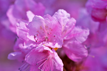 Closeup pink rhododendrons bloom