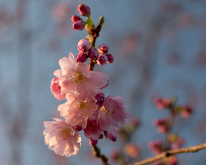 Pink cherry blossom in spring sunshine
