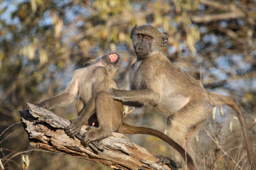Bärenpavian / Chacma Baboon / Papio ursinus.