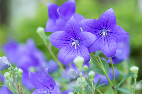 5 542 件の最適な 桔梗の花 画像 ストック写真 ベクター Adobe Stock