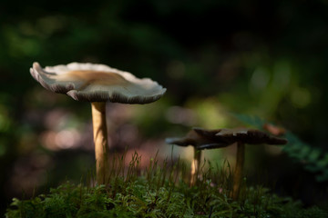 mushrooms in the forest
