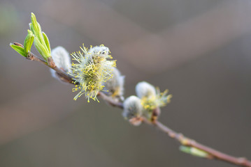 willow branch close-up