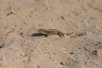 little lizard on the sand