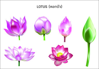 Lotus set 6