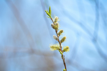 willow branch close-up