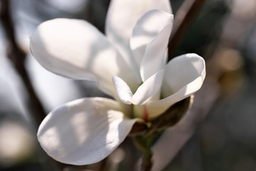 Fototapeta na wymiar White magnolia flowers closeup