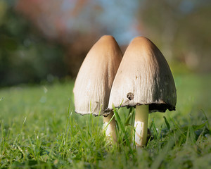 A couple of small toadstools captured int the bright autumnal sunlight.
