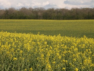 Obraz premium DCF 1.0