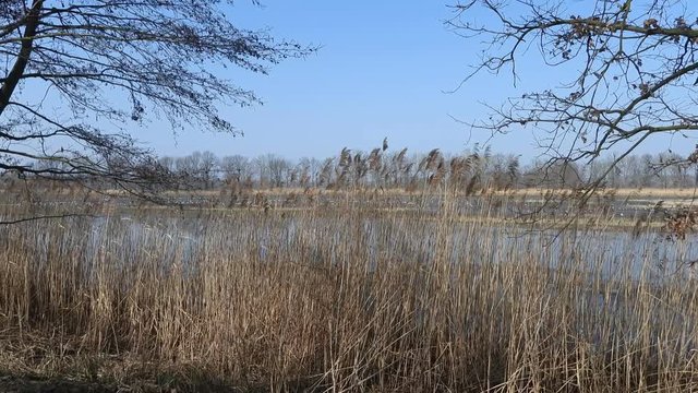 trawy nad jeziorem