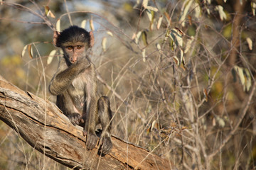 Bärenpavian / Chacma Baboon / Papio ursinus.
