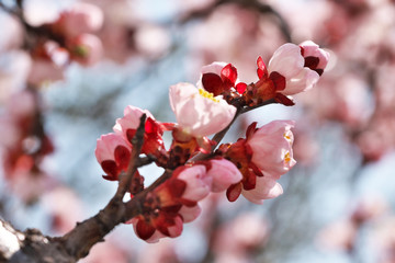 Closeup apricot flowers bloom
