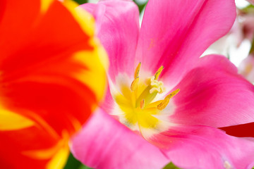 Macrophotography of wide open colorfuls tulips