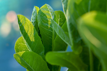 Selective focus of Fresh green Cos on vegertable farm