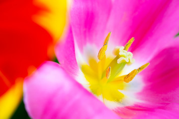 Macrophotography of wide open colorfuls tulips