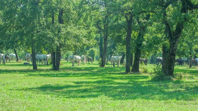 White horses are outside eating grass under treetops. They're having a good time.