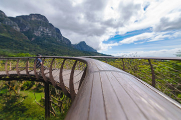 Obraz premium selective focus of Canopy suspension bridge at botanical garden in kirstenbosch cape town south africa