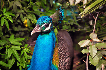 beautiful peacock