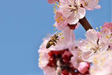 Closeup apricot flowers bloom