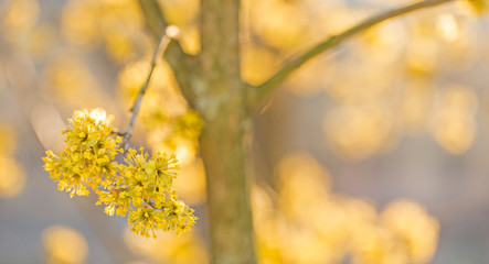 branches with flowers of European Cornel (Cornus mas) in early spring. Cornelian cherry, European cornel or Cornelian cherry dogwood (Cornus mas) flovering. Early spring flowers in natural habitat
