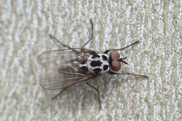 Fly
