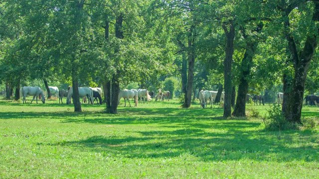 White horses are outside on a big green meadow and are eating grass under treetops.